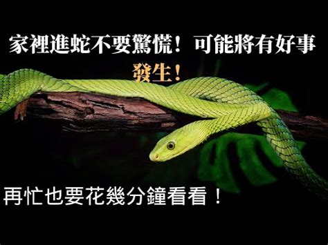 家裡出現蛇怎麼辦|【蛇來家裡】家中現蛇！是吉兆還是凶兆？4招防蛇秘訣大公開！